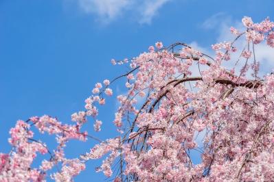 3月の誕生花と花言葉一覧【366日の誕生花と幸せの花言葉】（サムネイル画像28）