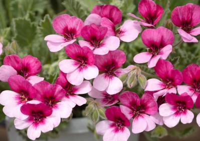 3月の誕生花と花言葉一覧【366日の誕生花と幸せの花言葉】（サムネイル画像26）