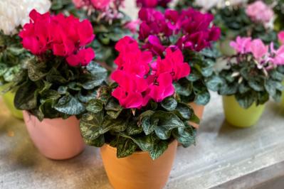 1月8日の花とは？【366日の誕生花と幸せの花言葉】