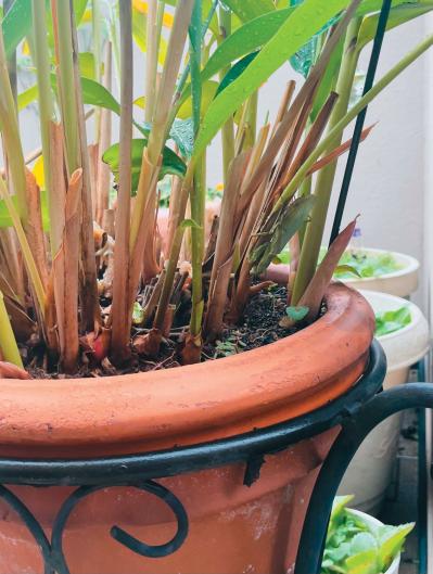 キャリア60年以上の音楽評論家【湯川れい子さん】88歳。ボケない3つのルールとは？（サムネイル画像4）