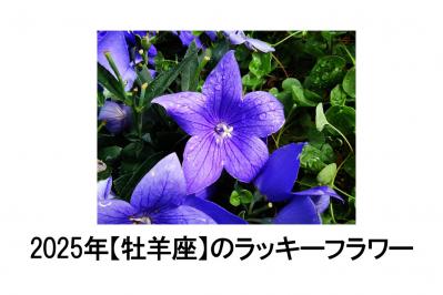 2025年の運気を左右する花とは？【牡羊座】｜山田ありすの花占い