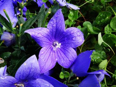 2025年の運気を左右する花とは？【牡羊座】｜山田ありすの花占い（サムネイル画像2）