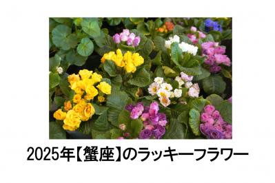 2025年の運気を左右する花とは？【蟹座】｜山田ありすの花占い