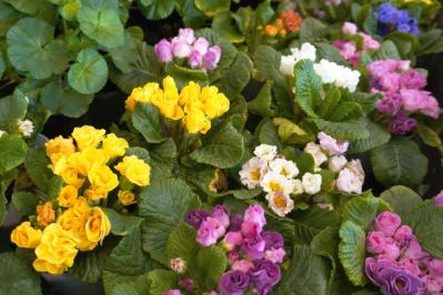 2025年の運気を左右する花とは？【蟹座】｜山田ありすの花占い（サムネイル画像2）