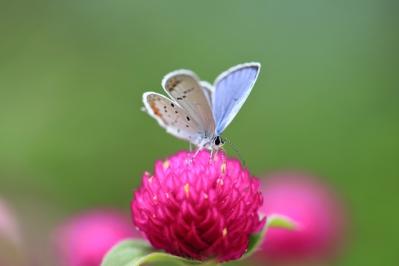 2025年の運気を左右する花とは？【牡牛座】｜山田ありすの花占い（サムネイル画像3）