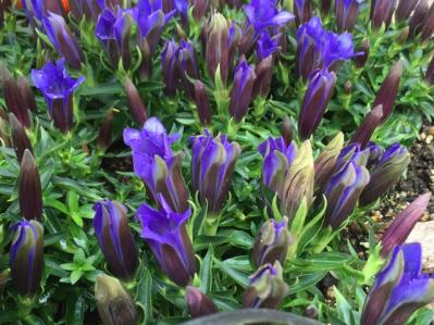 2025年の運気を左右する花とは？【牡牛座】｜山田ありすの花占い（サムネイル画像2）