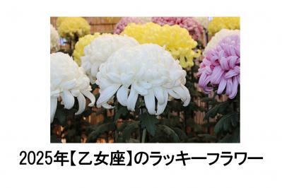 2025年の運気を左右する花とは？【乙女座】｜山田ありすの花占い