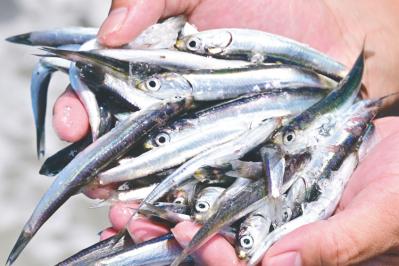 罪悪感ゼロ！おやつ感覚でカルシウム摂取できる「いわしせんべい」が美味しすぎる（サムネイル画像3）