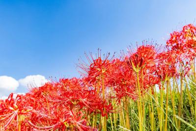 2025年の運気を左右する花とは？【蠍座】｜山田ありすの花占い（サムネイル画像2）