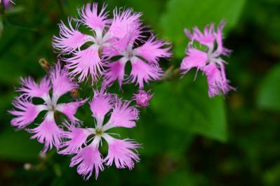 2025年の運気を左右する花とは？【魚座】｜山田ありすの花占い（サムネイル画像2）