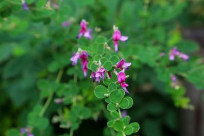 2025年の運気を左右する花とは？【山羊座】｜山田ありすの花占い（サムネイル画像2）