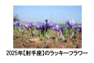 2025年の運気を左右する花とは？【射手座】｜山田ありすの花占い