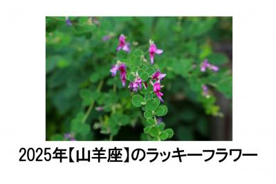 2025年の運気を左右する花とは？【山羊座】｜山田ありすの花占い