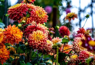 2025年の運気を左右する花とは？【天秤座】｜山田ありすの花占い（サムネイル画像2）