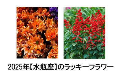 2025年の運気を左右する花とは？【水瓶座】｜山田ありすの花占い