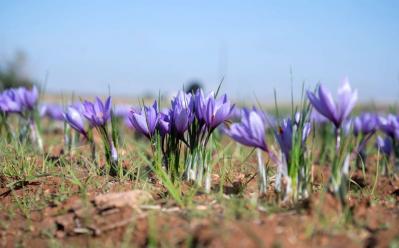 2025年の運気を左右する花とは？【射手座】｜山田ありすの花占い（サムネイル画像2）