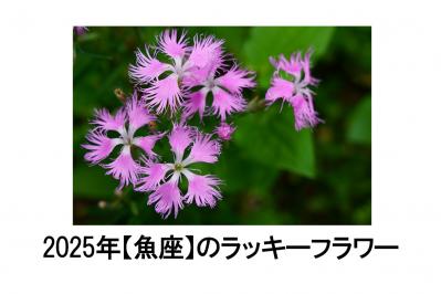 2025年の運気を左右する花とは？【魚座】｜山田ありすの花占い