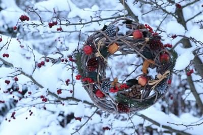 【ガーデニング】かわいい赤い実の植物【7選】　玄関や庭を飾りつけよう（サムネイル画像7）