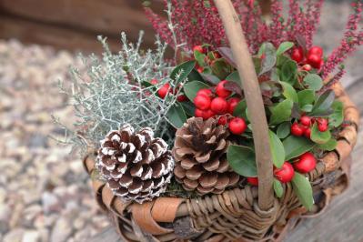 【ガーデニング】かわいい赤い実の植物【7選】　玄関や庭を飾りつけよう（サムネイル画像10）