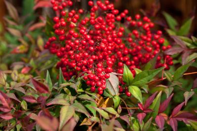 【ガーデニング】かわいい赤い実の植物【7選】　玄関や庭を飾りつけよう（サムネイル画像14）