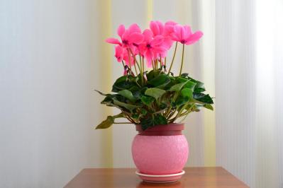 【ガーデニング】室内で楽しめる花【7選】冬のお部屋でかわいく咲かせよう（サムネイル画像5）