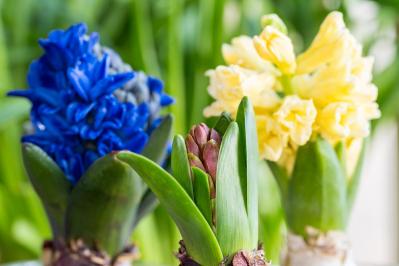 【ガーデニング】室内で楽しめる花【7選】冬のお部屋でかわいく咲かせよう（サムネイル画像14）