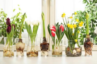 【ガーデニング】室内で楽しめる花【7選】冬のお部屋でかわいく咲かせよう（サムネイル画像13）