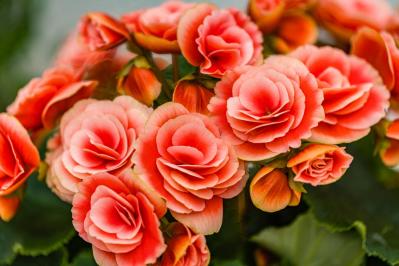 【ガーデニング】室内で楽しめる花【7選】冬のお部屋でかわいく咲かせよう（サムネイル画像4）