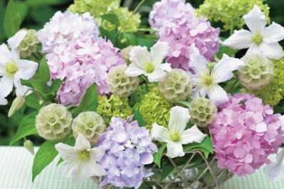 【花のまちがいさがし】「西洋アジサイ」の2つの写真に5つのちがいが。さて、どこ？（サムネイル画像2）