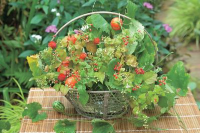 【花の間違い探し】「小さい秋」の2つの写真に5つのちがいが。さて、どこ？（サムネイル画像3）