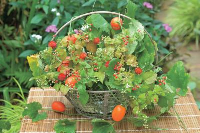 【花の間違い探し】「小さい秋」の2つの写真に5つのちがいが。さて、どこ？（サムネイル画像2）