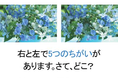【花のまちがいさがし】「白と青のハーモニー」の2つの写真に5つのちがいが。さて、どこ？
