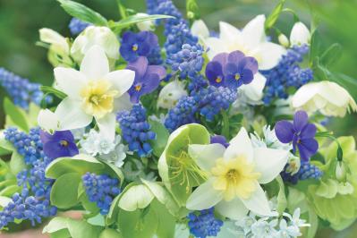 【花のまちがいさがし】「春の訪れ」の2つの写真に5つのちがいが。さて、どこ？（サムネイル画像3）