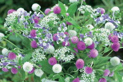 【花の間違い探し】「センニチコウ」の2つの写真に5つのちがいが。さて、どこ？（サムネイル画像2）