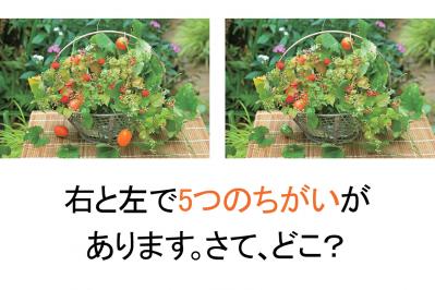 【花の間違い探し】「小さい秋」の2つの写真に5つのちがいが。さて、どこ？（サムネイル画像）