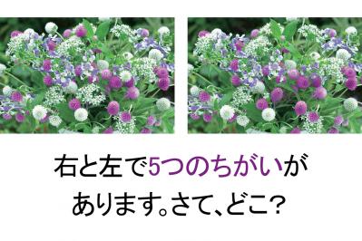 【花の間違い探し】「センニチコウ」の2つの写真に5つのちがいが。さて、どこ？