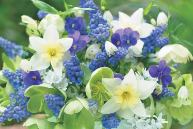 【花のまちがいさがし】「春の訪れ」の2つの写真に5つのちがいが。さて、どこ？（サムネイル画像2）