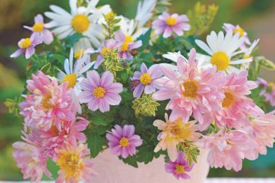 【花の間違い探し】「キクたちの宴」の2つの写真に5つのちがいが。さて、どこ？（サムネイル画像2）