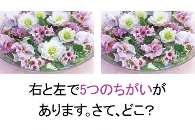 【花の間違い探し】「クリスマスローズ」の2つの写真に5つのちがいが。さて、どこ？