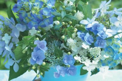 【花のまちがいさがし】「白と青のハーモニー」の2つの写真に5つのちがいが。さて、どこ？（サムネイル画像3）