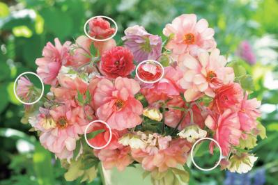 【花のまちがいさがし】「春爛漫」の2つの写真に5つのちがいが。さて、どこ？（サムネイル画像4）