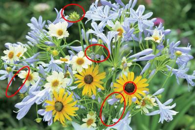 【花のまちがいさがし】「風も清かに」の2つの写真に5つのちがいが。さて、どこ？（サムネイル画像4）