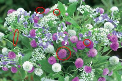 【花の間違い探し】「センニチコウ」の2つの写真に5つのちがいが。さて、どこ？（サムネイル画像4）