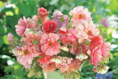 【花のまちがいさがし】「春爛漫」の2つの写真に5つのちがいが。さて、どこ？（サムネイル画像3）