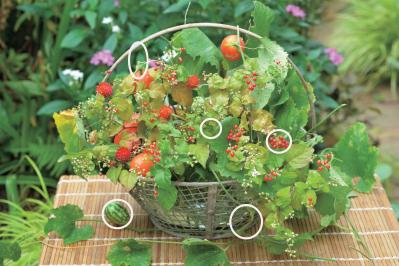 【花の間違い探し】「小さい秋」の2つの写真に5つのちがいが。さて、どこ？（サムネイル画像4）