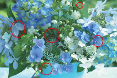 【花のまちがいさがし】「白と青のハーモニー」の2つの写真に5つのちがいが。さて、どこ？（サムネイル画像4）