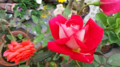 【ガーデニング】バラの基礎体力をつける【元肥】の与え方とは？ 初心者のバラ育てQ＆A（サムネイル画像5）