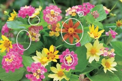 【花のまちがいさがし】「鮮やかに七変化」の2つの写真に5つのちがいが。さて、どこ？（サムネイル画像4）