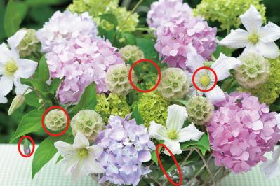 【花のまちがいさがし】「西洋アジサイ」の2つの写真に5つのちがいが。さて、どこ？（サムネイル画像4）