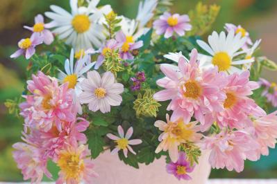 【花の間違い探し】「キクたちの宴」の2つの写真に5つのちがいが。さて、どこ？（サムネイル画像3）